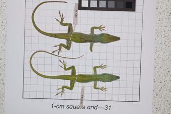 Media type: image;   Herpetology R-189081